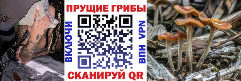 Псилоцибиновые грибы прущие грибы Купить Кингисепп